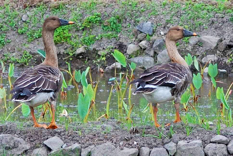 taiga been goose in taro field