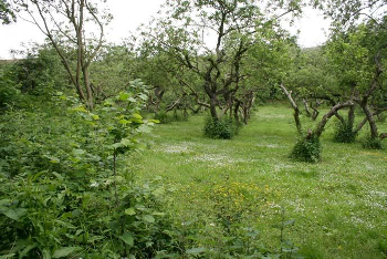 United Kingdom: Community Orchards Frieze Hill and New Ash Green Woodlands