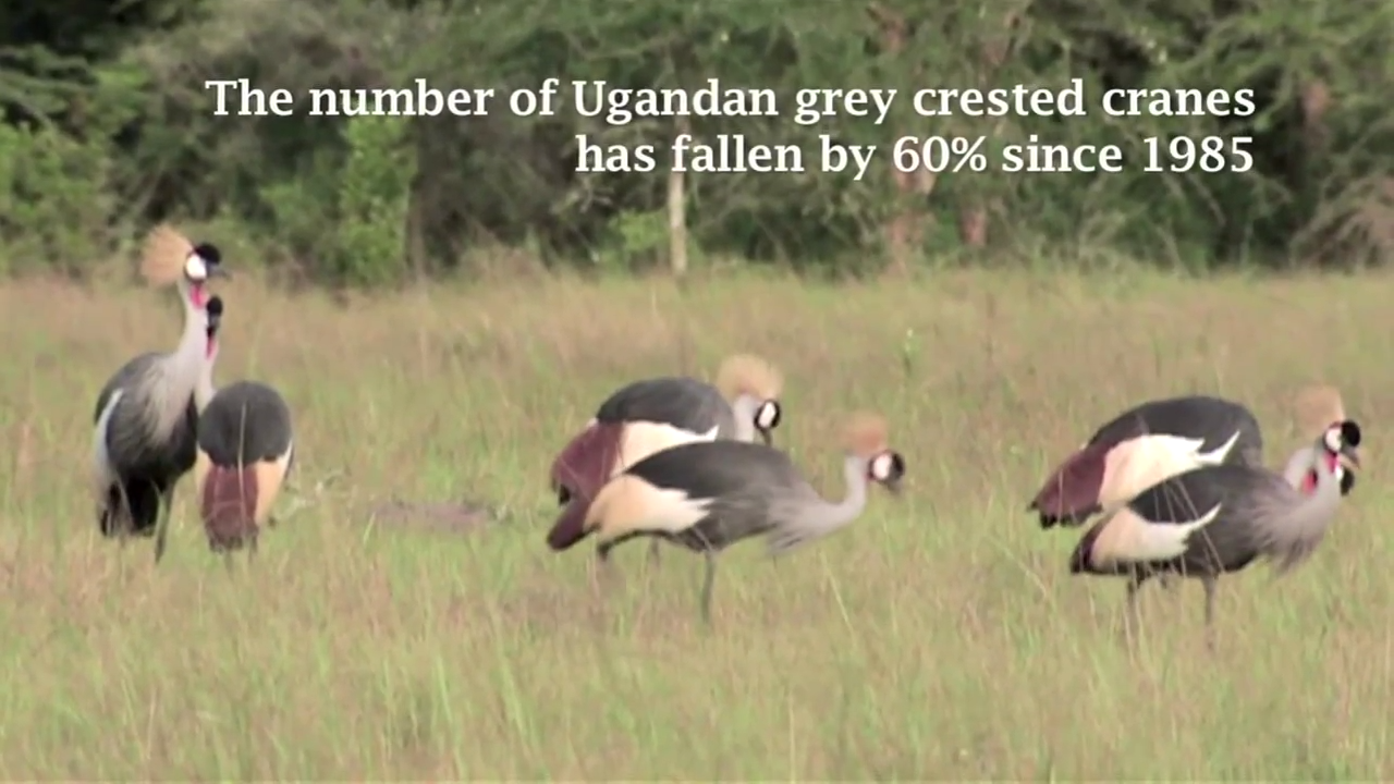 Migratory birds connecting communities and their ICCAs in separate continents?