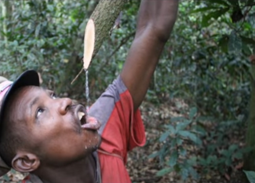 RDCongo: KISSI MBOSSA – Les peuples pygmés préservent leur paysage en RDC