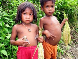 Batak children holding ears of newly harvested upland rice