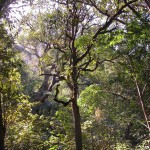 India sacred forest