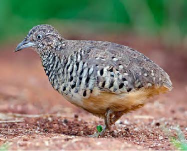 Palawan bird