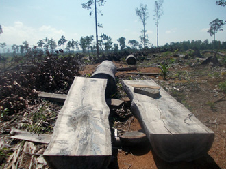 Forest clearing for oil palm plantations in Sandoval, Municipality of Bataraza