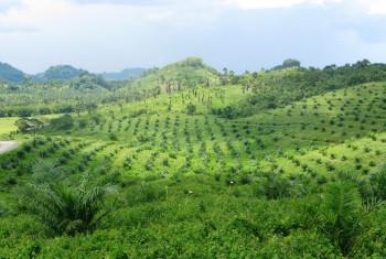 Large scale oil palm plantations in Iraray, Municipality of Sofronio Espanola