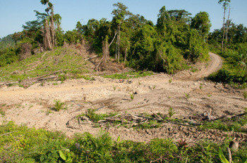 Massive forest conversion for oil palm plantations in Tagusao,Municipality of Quezon