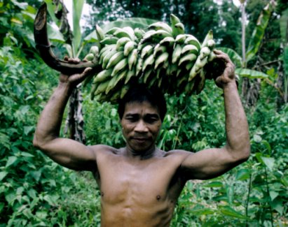 During the food shortage season, boiled bananas represent a substitute for rice and cassava