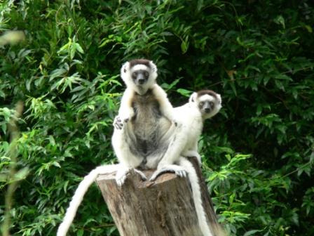 Local protection of tropical dry forest: taboos and ecosystem services in southern Madagascar