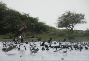 Les Sites Naturels Sacrés de l’écorégion côtière et marine Ouest-Africaine