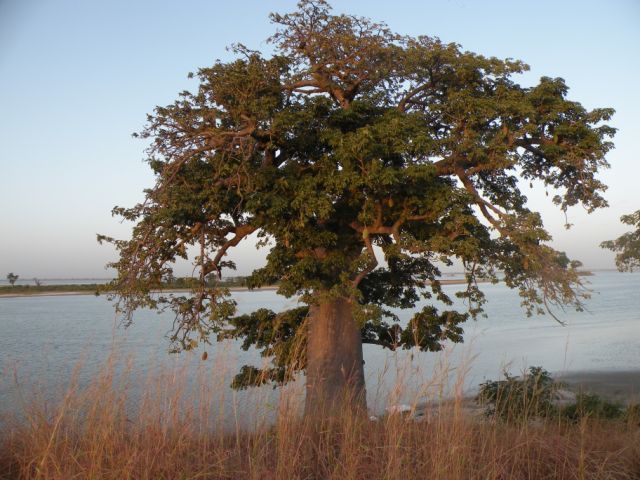 Les Aires Communautaires en Afrique de L’ Ouest: Papaco quelle contribution a la conservation?