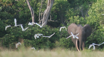 Evolving hunting practices in Gabon: lessons for community-based conservation interventions