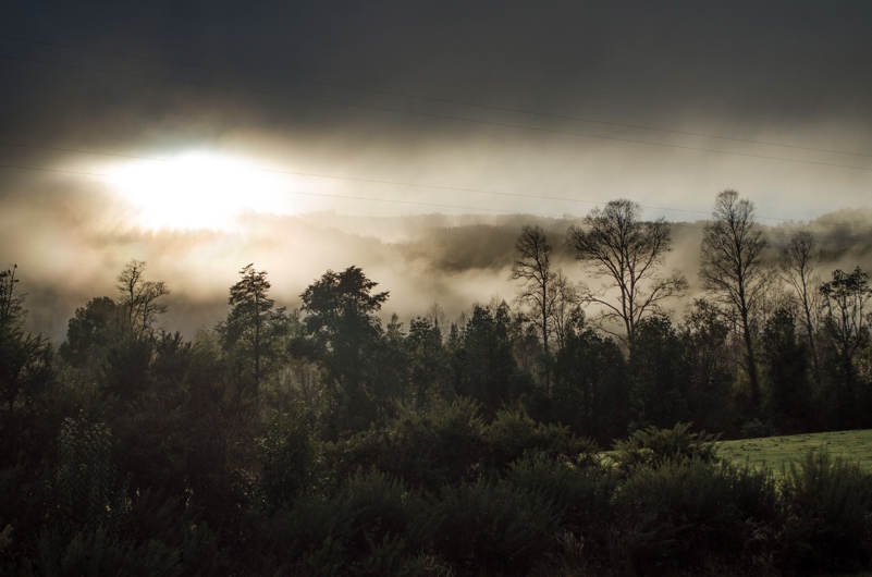 Day of Real Forests: A Photo Essay