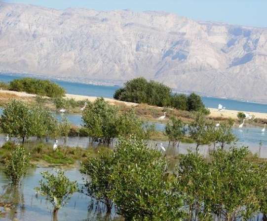 Devolution of the Governance of Nayband National Park (Iran) to Indigenous and Local Communities