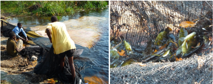Empowering Zambezi communities to manage their own fisheries
