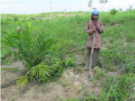 Oil palm debate – tackling four “myths”