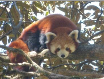 CCA to the fore for Red Panda. Conservation in the eastern Himalayas in India
