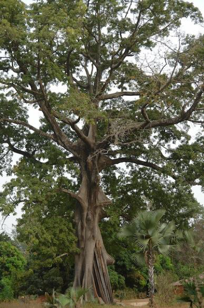 Halte à la carbonisation dans la forêt communautaire de Mangagoulack