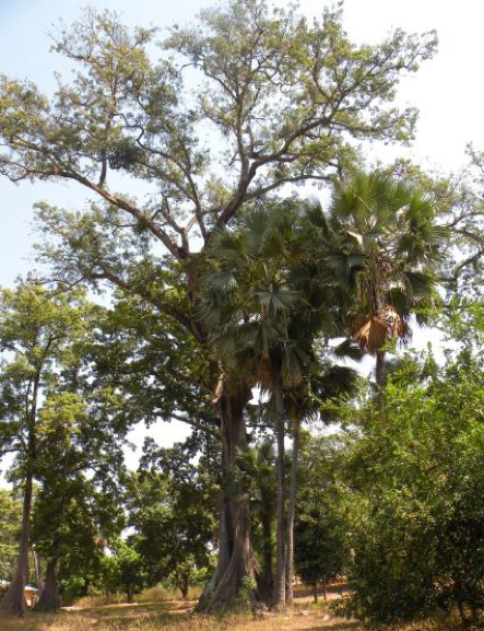 Our Consortium member from Casamance (Senegal) is fighting another battle to conserve the local environment: any advice from you?