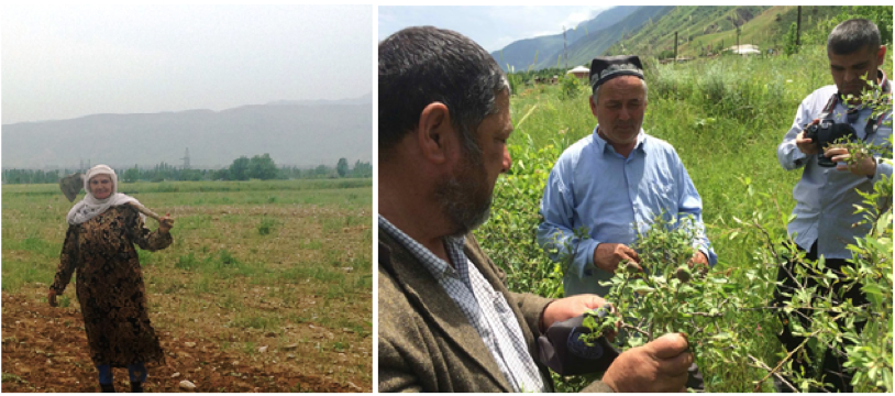 Tajikistan organized the first CCRI national workshop among GFC groups in 2016