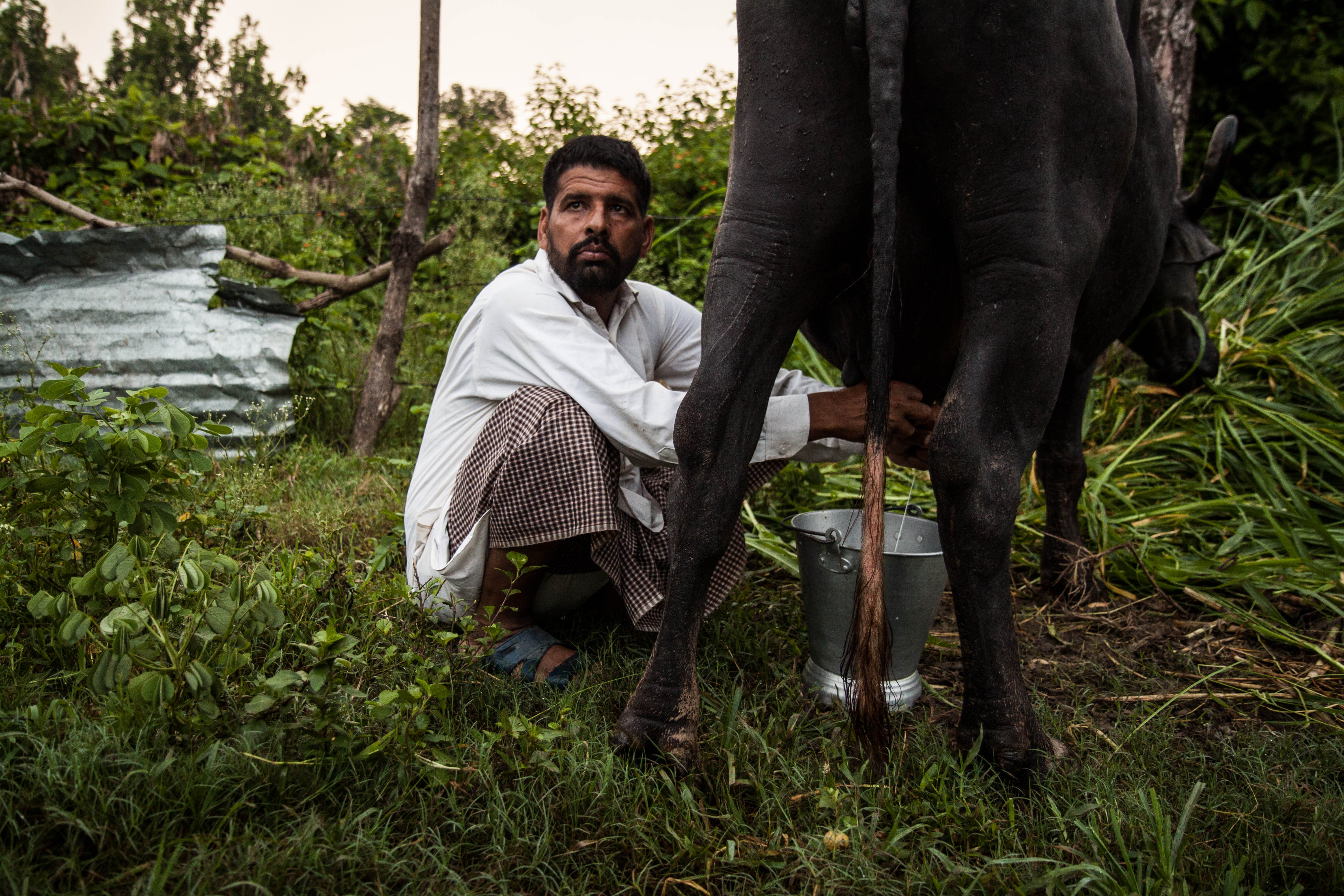 Relocation from Protected Areas violates Constitution, Wildlife Protection Act and the Forest Rights Act in India