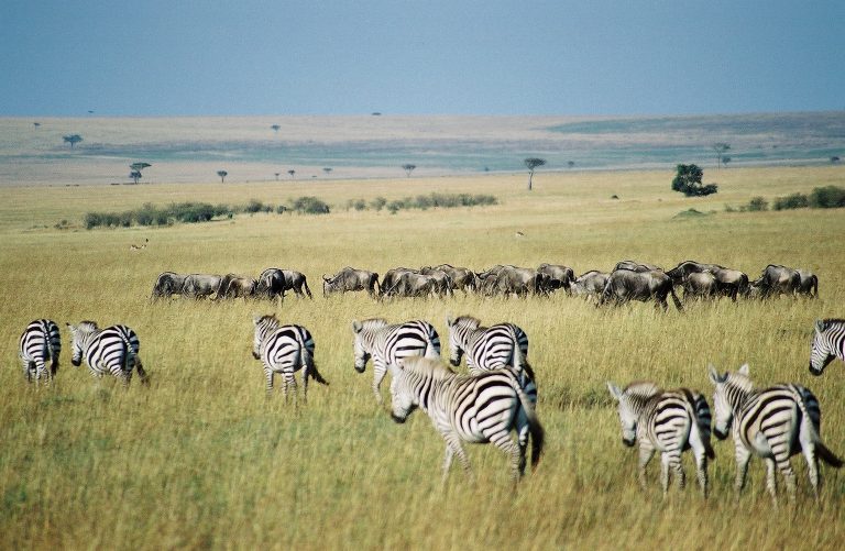 Risks to the sanctity of community lands in Kenya. A critical assessment of new legislation with reference to forestlands