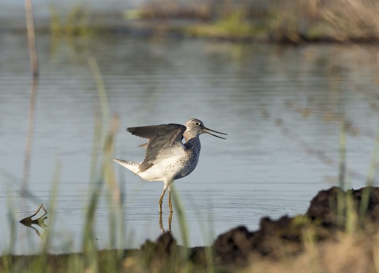 Major new landscape rewilding initiative launched in Finland to address climate change