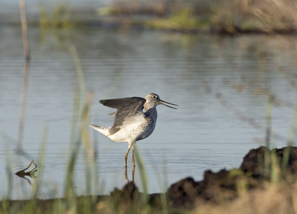 Major new landscape rewilding initiative launched in Finland to address climate change