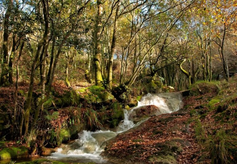 Froxán Common Woodlands