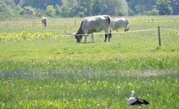 Birds and podolian cattle on Gajna (c) BED