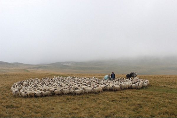 Forest and Pasture Commons in Romania: Country Report on Territories of Life, Potential ICCAs