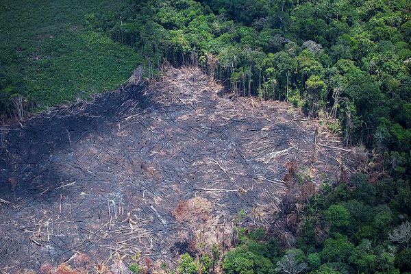 Crocodile Tears Will Not Help To Put Out The Amazon’s Fires