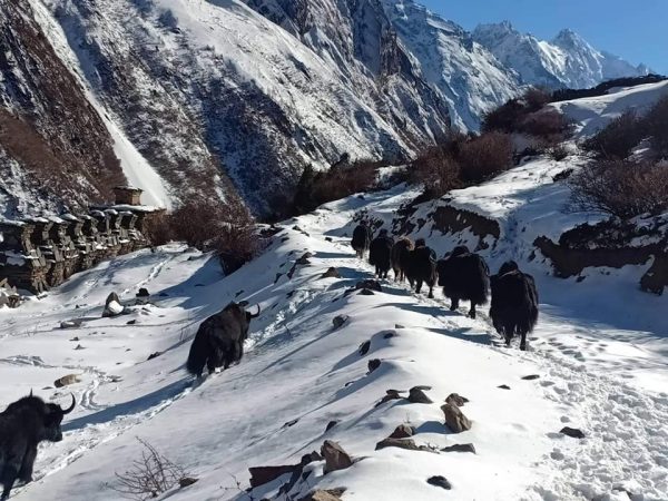 A Photographic Journey: the Tsum Territory of Life in Nepal, Himalaya