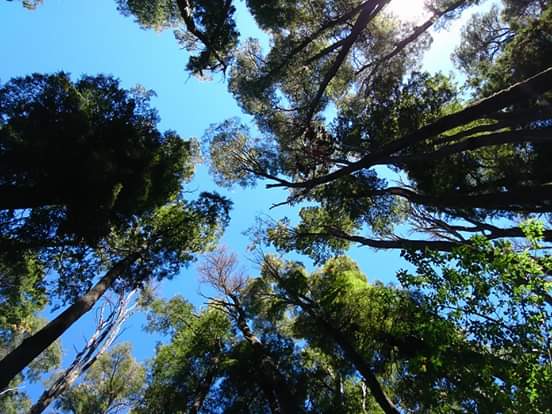 Cultivando Semillas de Cambio :  Lanzamiento del Grupo “Jóvenes para los Territorios de Vida” del Consorcio TICCA