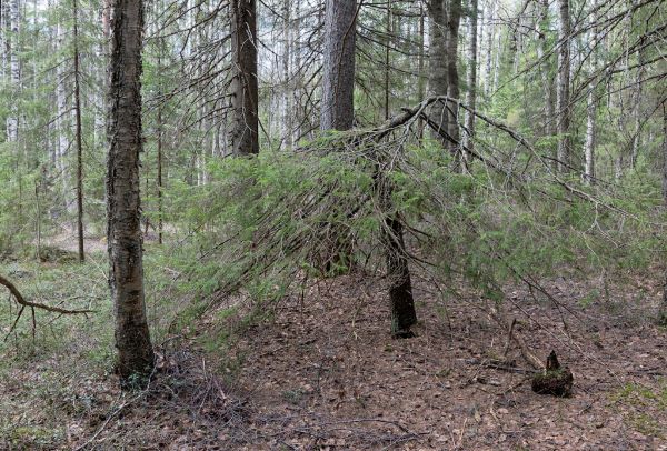 Third ICCA Site Registered in Finland: GoldCrest Forest