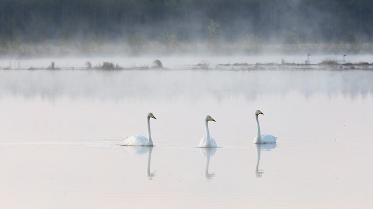 Community-led restoration in the Jukajoki river basin raises hope for boreal territories of life