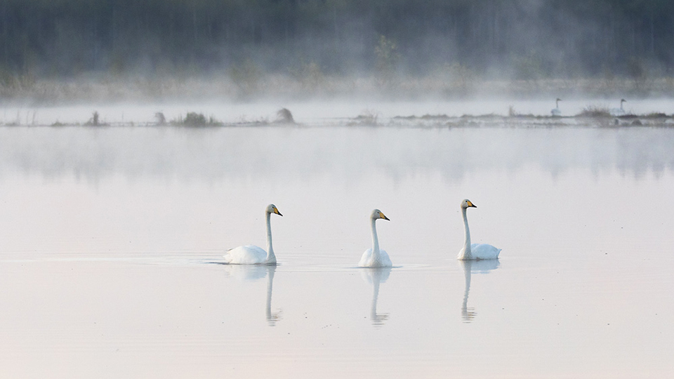 Community-led restoration in the Jukajoki river basin raises hope for boreal territories of life