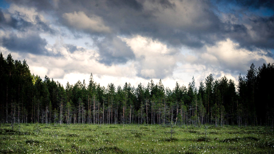 Boreal taiga forest finland