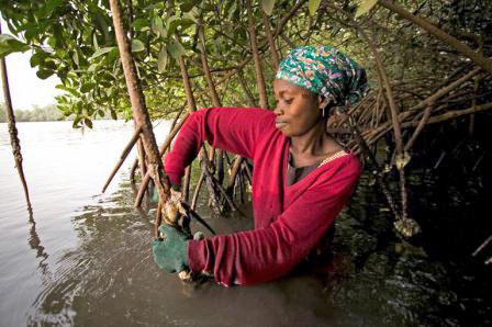 woman mangroves Gambia