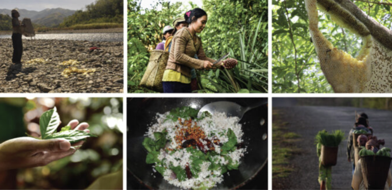 Virtual Forum recap: Experiences and outlooks on wild foods and Indigenous food systems in Asia