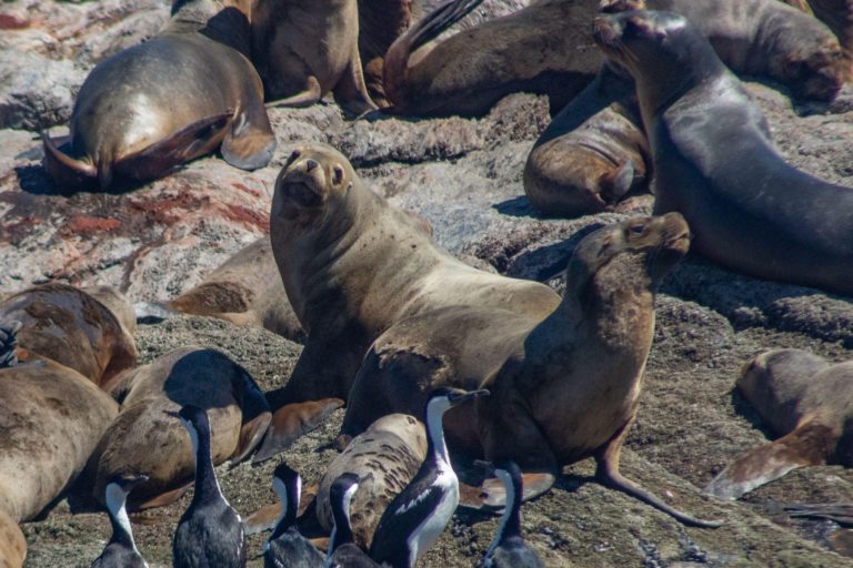 Chile: Comunidades Indígenas Mapuche Williche y pescadores artesanales se unen para sostener juntos los territorios de vida marinos