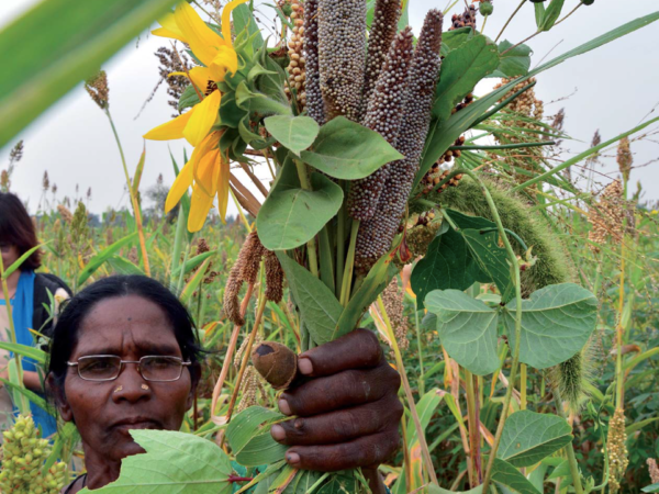 Millet farmer in India. Photo: Ashish Kothari
