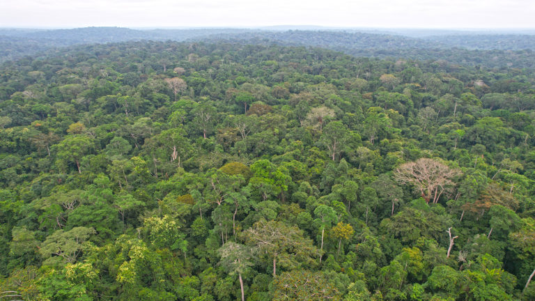 Image for Alert: Massaha community in Gabon calls for the protection of their sacred forest against the immediate threat of logging