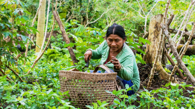 La descolonización de la conservación en el marco mundial de la diversidad biológica posterior a 2020