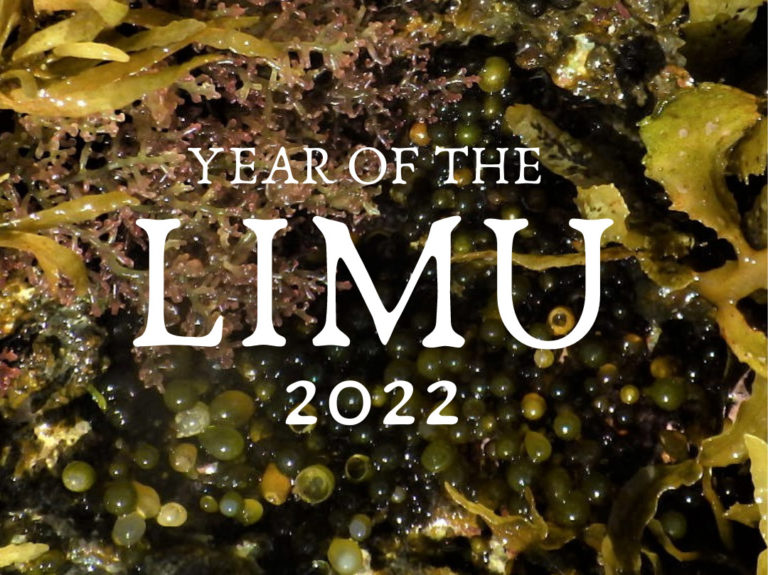 ‘Year of the Limu’ starts in Hawaiʻi: Kuaʻāina Ulu ʻAuamo (KUA) to coordinate the year-long activities celebrating seaweed