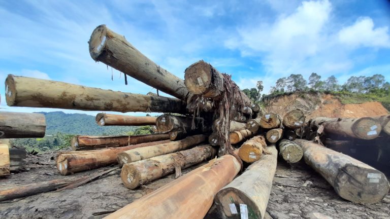 NGOs demand Malaysian Timber Certification Council acknowledge certification scheme’s shortcomings and take action