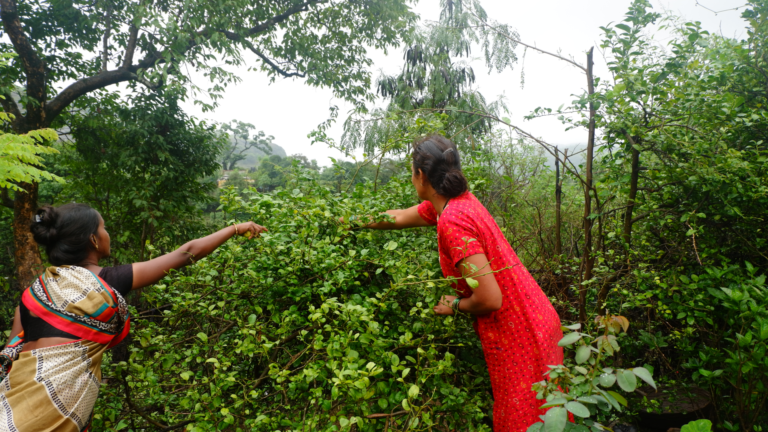 Adivasi women’s kitchen gardening in western India: study explores how knowledge on food systems is articulated and shared