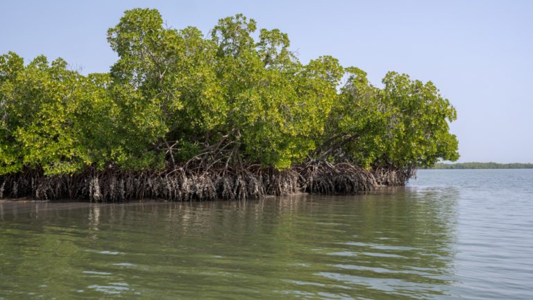 Sénégal : Gouvernance de laconservation et APAC aquatiques – territoires de vie